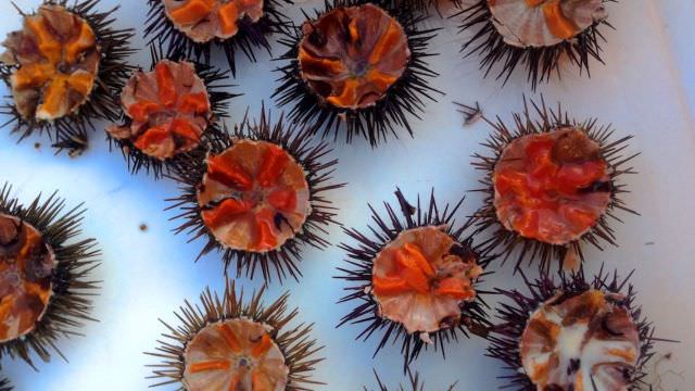 When available and in season, some guests are lucky enough to enjoy sea urchin caught fresh off the coast in Favignana. 